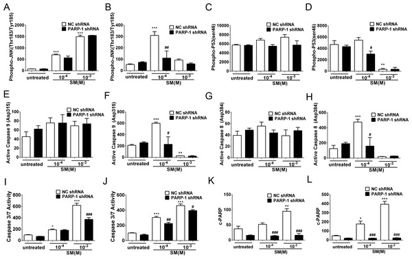 SM-induced activation of apoptosis checkpoint signals was suppressed by PARP-1 knockdown in HaCaT cells.