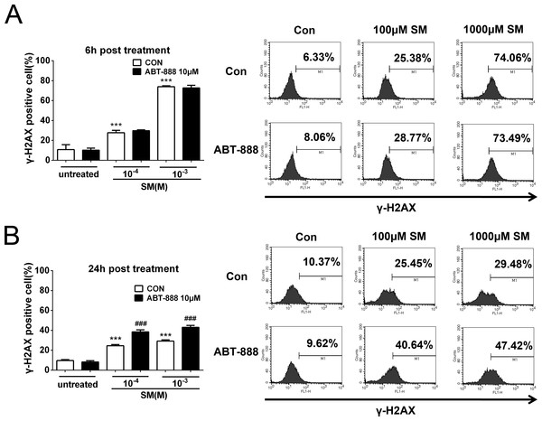 SM treatment caused a significant increase in the expression of γ-H2AX, which was further increased by ABT-888.