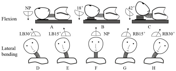 Three postures in flexion: (A) neutral position (NP), (B) first flexion at 18°, and (C) second flexion at 42°. Five postures in lateral bending: (D) left bending at 30°(LB30°), (E) left bending at 15°(LB15°), (F) neutral position (NP), (G) right bending at 15°(RB15°), and (H) right bending at 30°(RB30°).