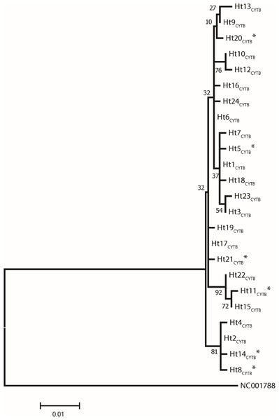 A maximum likelihood tree represents the phylogenetic relationship among the 24 haplotypes based on 686 bp of protein coding mtDNA CYTB of 250 Gidran mares.