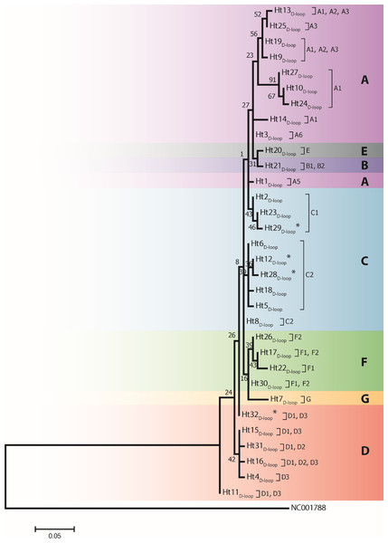 A maximum likelihood tree represents the phylogenetic relationship among 32 haplotypes based on 202 bp of mtDNA of the D-loop region of 246 Gidran mares.