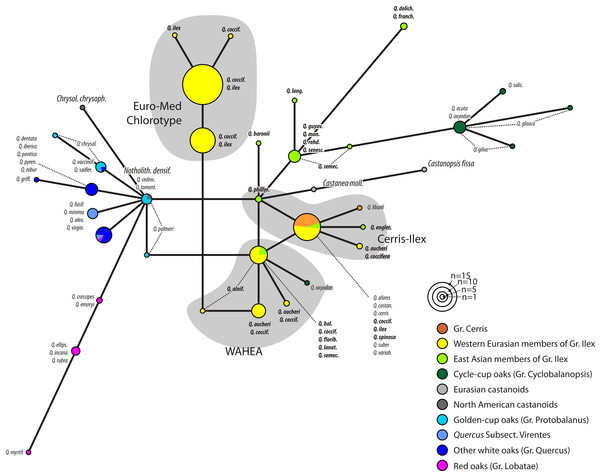 Haplotype network based on the trnH-psbA spacer.