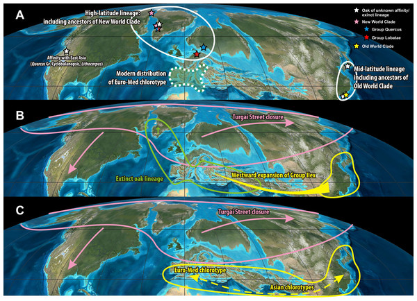 Origin of the ‘Euro-Med’ haplotype.