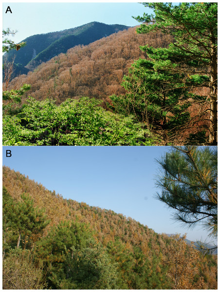 Birch (A) and pine-oak (B) belts in the mid-altitude zone of the Qinling Mountains, China.
