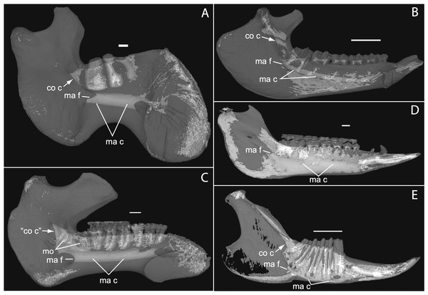 Micro-CT scanned jaws of (A) Dugong dugon (UMZC 2016-2), (B) Procavia capensis (TMM M4351), (C) Trichechus senegalensis (AMNH 53939), (D) Sus scrofa (TMM M454), (E) Lepus californicus (TMM M7500).