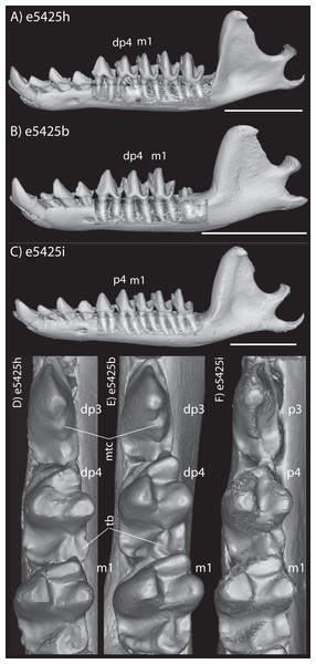 Lateral views of jaws of three individuals of Potamogale velox, UMZC E5425H (A, D) E5425B (B, E) and E5425I (C, F).