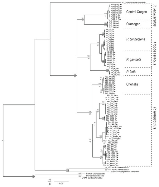 Combined gene phylogenetic tree for Pacifastacus.