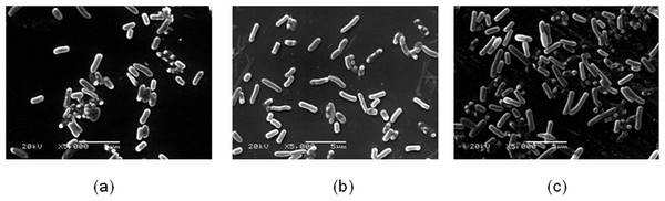 The bacterial cell morphology of E. coli K-12 of SCE.