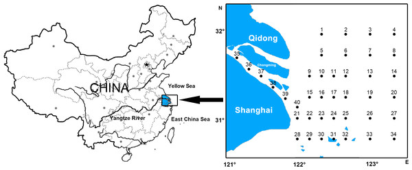 Ichthyoplankton sampling stations in the Yangtze Estuary.