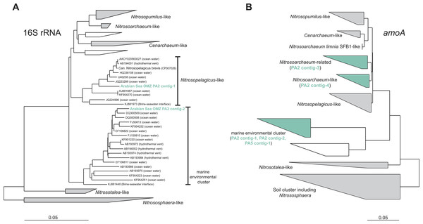Phylogenetic inference of thaumarchaeal contigs assembled from the OMZ metagenomes.