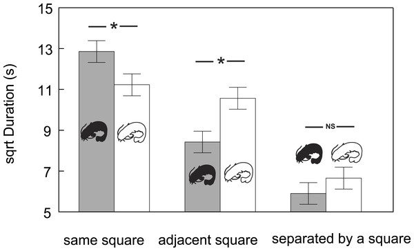 Duration (adjusted means ± SE of square root data) of time that conspecifics spent at particular mutual distances across albino and pigmented treatments.