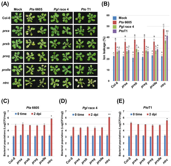 Analysis of the nonhost resistance responses of the Arabidopsis thaliana wild-type Col-0, and the prx (prxa, prxb, prxq and pexIIe) and ntrc mutants using a seedling flood-inoculation assay.