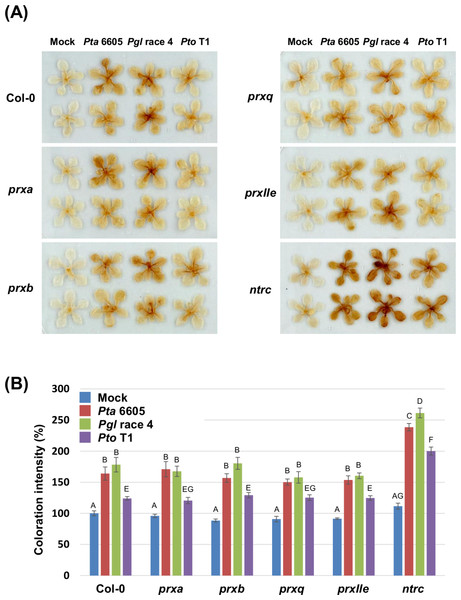 Hydrogen peroxide production in the Arabidopsis wild-type Col-0, prx (prxa, prxb, prxq, and pexIIe) and ntrc mutants in response to Pseudomonas syringae pathogens.