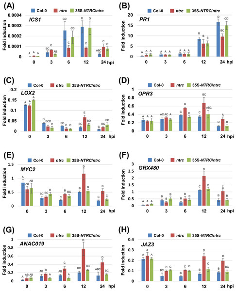 Expression profiles of genes encoding for the SA- and JA-mediated signaling pathways in the Arabidopsis wild-type (Col-0), ntrc mutant, and its complement line (35S-NTRC/ntrc).