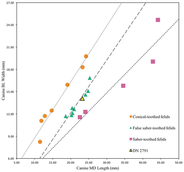 Bivariate plot of select Felidae maxillary canine MD length on BL width (mm), including DN 2791 Dinofelis cf. barlowi.