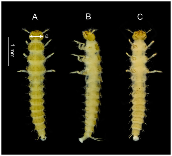 Dorsal (A), lateral (B) and ventral (C) side of the third larval instar of S. watsoni.