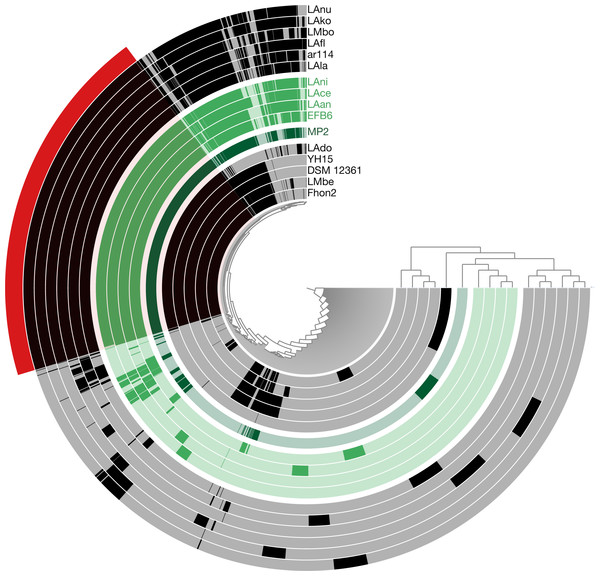 Anvi’o pangenome visualization of 16 L. kunkeei genomes.