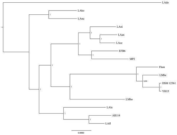 Phylogenetic tree of 16 L. kunkeei strains.