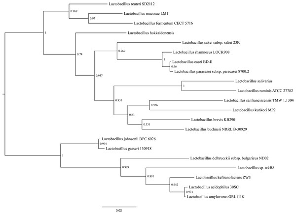 Phylogenetic tree of several Lactobacillus species, including L. kunkeei MP2.
