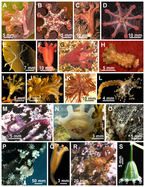 Diversity of stalked jellyfishes.