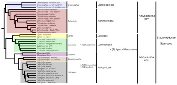 New proposal of classification based on molecular phylogenetic analyses.