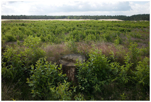 In open habitats, such as this moorland in the Netherlands, Prunus serotina may spread invasively, as this carpet of seedlings shows.