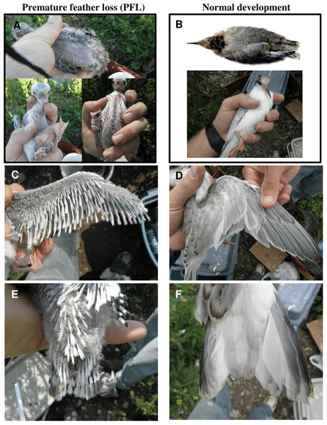 Plumage characteristics resulting from of premature feather loss (PFL) in common tern chicks at Gull Island in 2014 (A, C, E) versus normal development (B, D, F; overhead photo in B is taken from the Common Tern Aging Guide: Wails, Oswald & Arnold, 2014).