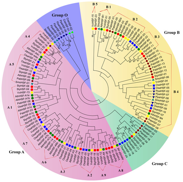 Phylogenetic tree of eight plants constructed based on amino acid sequences of HSF domains using the maximum-parsimony method.
