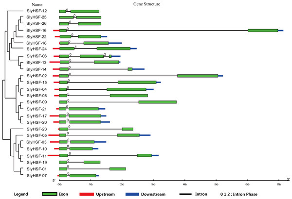 Gene structure of SlyHSF genes. Green boxes indicate the exon regions, while black, red and blue lines indicate introns, upstream and downstream UTR regions, respectively.