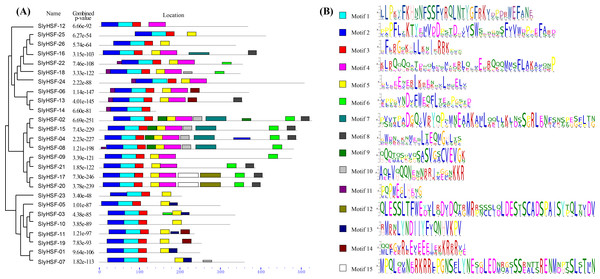 Conserved motifs arrangement in the SlyHSF genes.