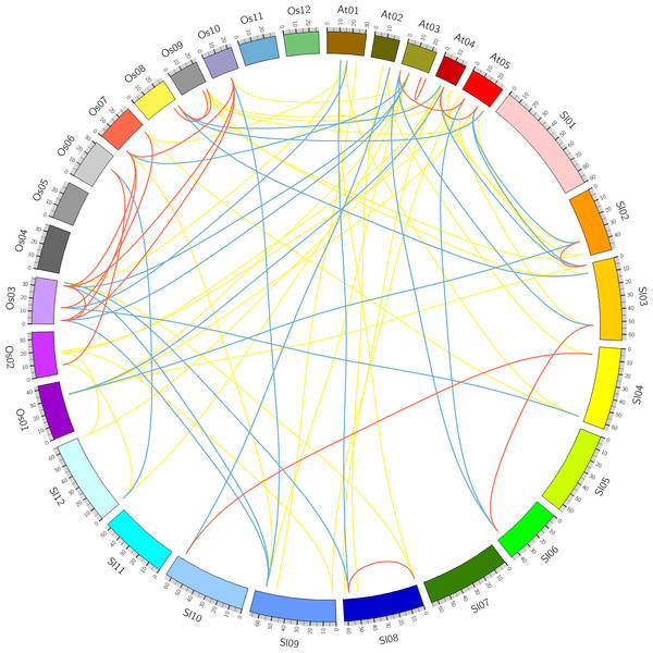Comparative analysis of synteny of HSF genes in tomato, Arabidopsis and rice.