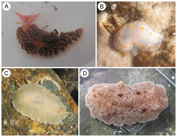 Species of heterobranch sea slugs found near Caldera, Atacama region, northern Chile (all specimens photographed in situ).