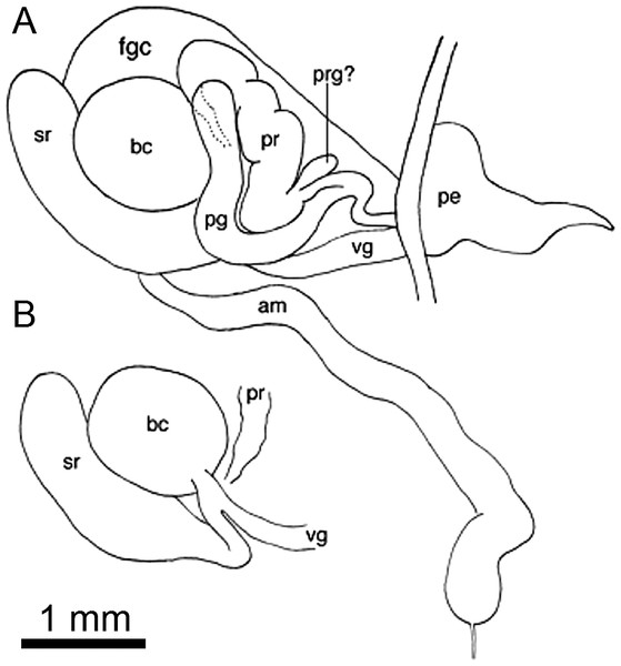 Reproductive anatomy of Berthella schroedli sp. nov.