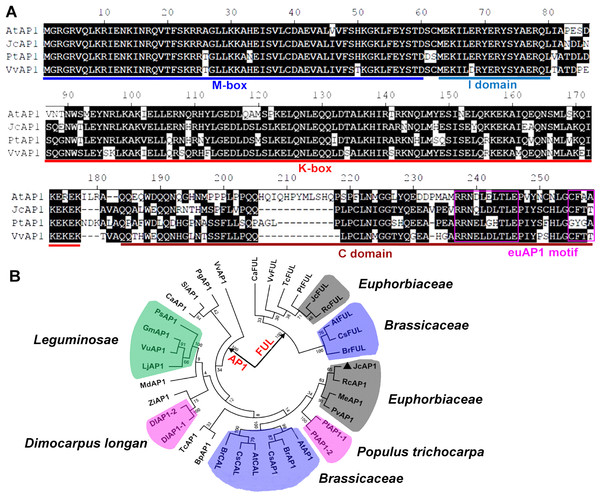 Comparison and phylogenetic analysis of JcAP1 and other AP1 genes.