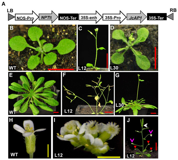 Ectopic expression of JcAP1 results in early flowering and abnormal flowers in transgenic Arabidopsis.