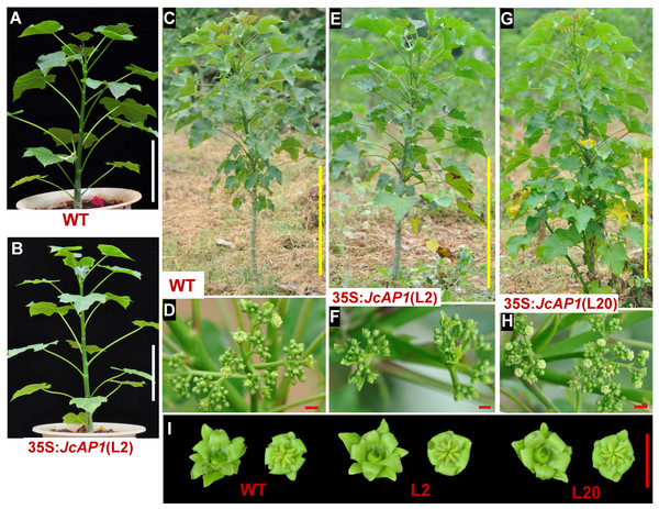 The flowering time of 35S:JcAP1 transgenic Jatropha in the field.