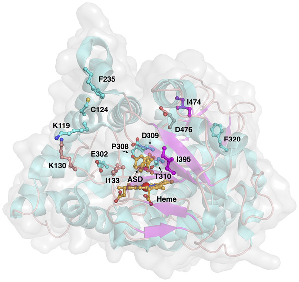 Three-dimensional structure of aromatase and investigated sites of mutations.