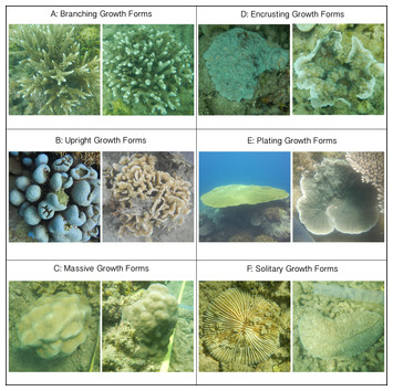 Competitive interactions between corals and turf algae depend on coral ...