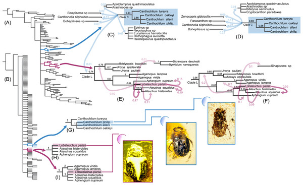 Morphology-based Bayesian and parsimony analyses of Scarabaeinae showing positions of investigated fossil species, which are illustrated in the low left corner.
