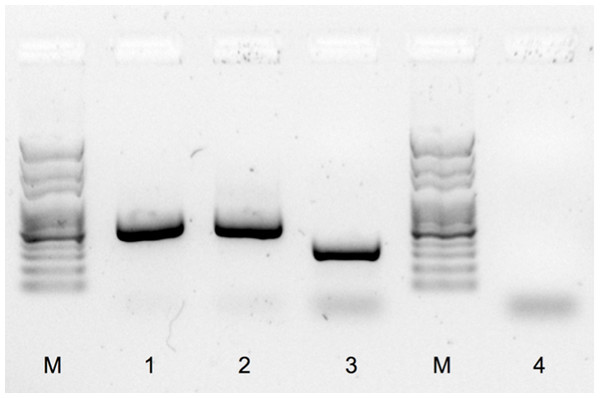 PCR sex determination for red phalaropes at Igloolik, Nunavut, Canada and Barrow, Alaska.