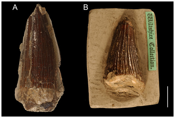 Teeth from the Gault Formation.