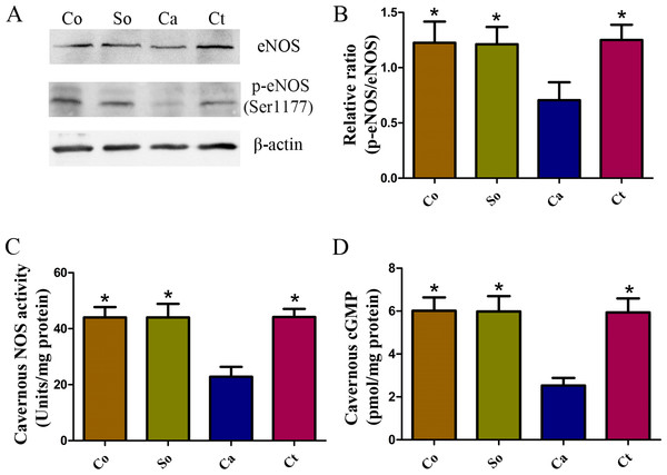 Testosterone-induced increase in the NOS/cGMP signaling pathway in penile tissue.