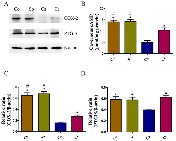 Testosterone-induced increase in the COX-2/cAMP signaling pathway in penile tissue.