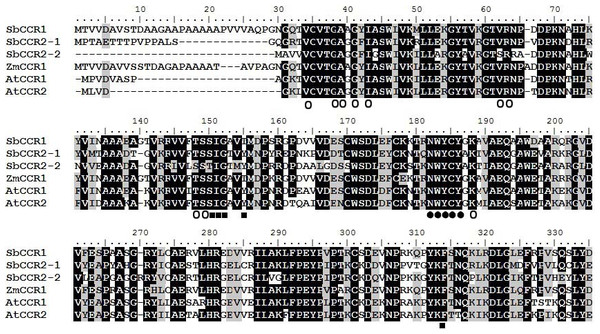 Multiple alignment of the protein sequences of sorghum CCR proteins and other plant CCR proteins.