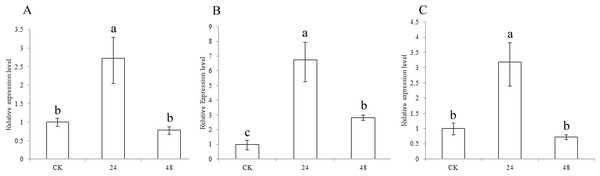 Expression of sorghum CCR genes in CK and the drought treatment at different times.