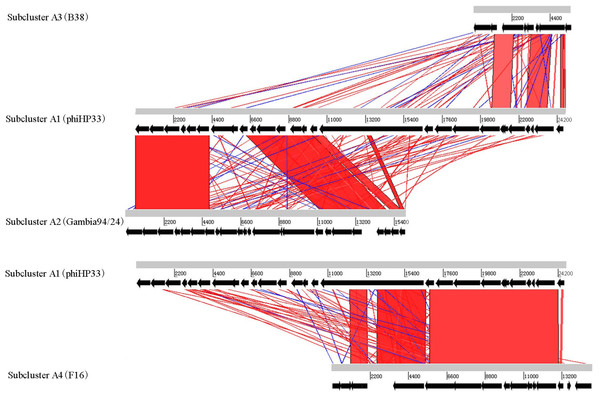 Global comparison of representative phages of Cluster A.