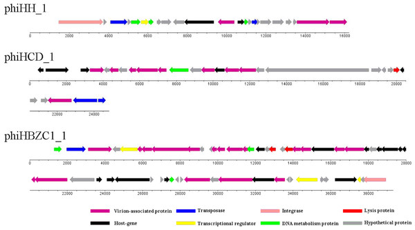 The genomic organization of Helicobacter prophage phiHH_1, phiHCD_1 and phiHBZC1_1.