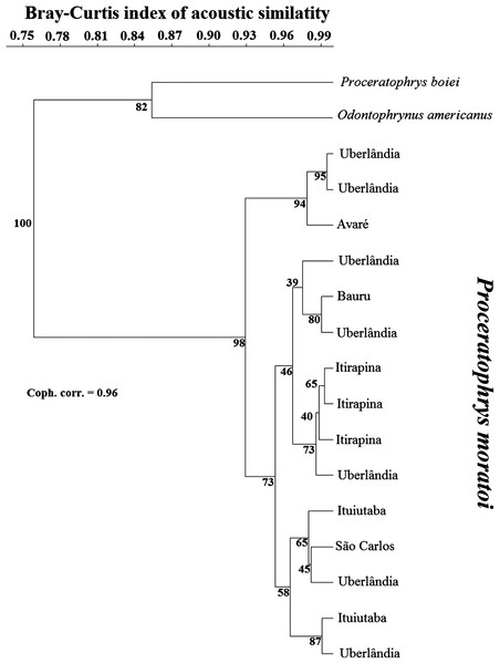 Dendrogram of two outgroup species (other Odontophrynidae) and 15 males of Proceratophrys moratoi from different localities resulting from a hierarchical cluster analysis based on similarity in call traits.
