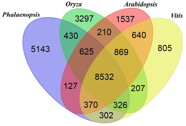 Venn diagram showing unique and shared gene families between and among Phalaenopsis, Oryza, Arabidopsis and Vitis.