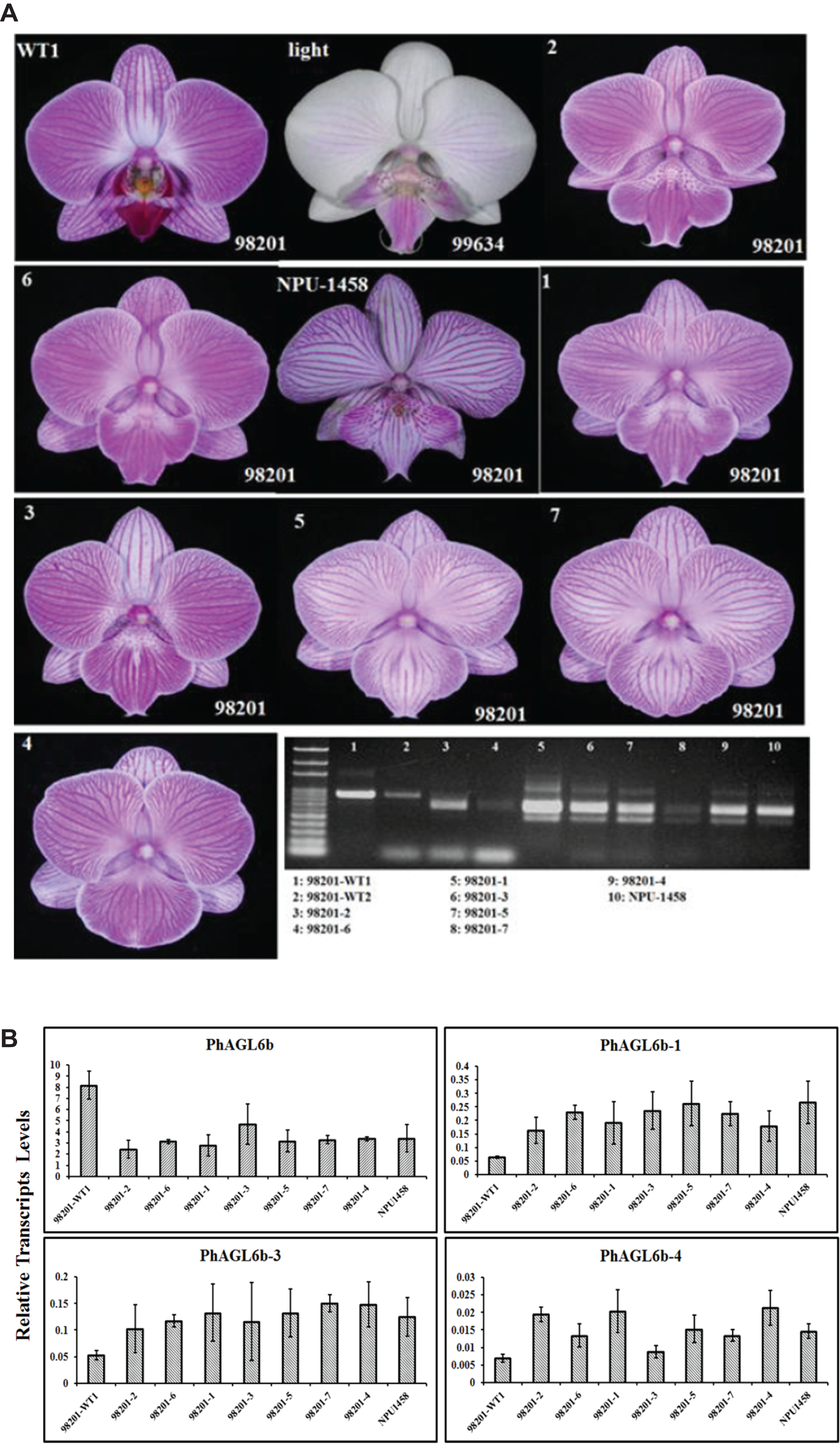 The Genome And Transcriptome Of Phalaenopsis Yield Insights Into Floral Organ Development And Flowering Regulation Peerj